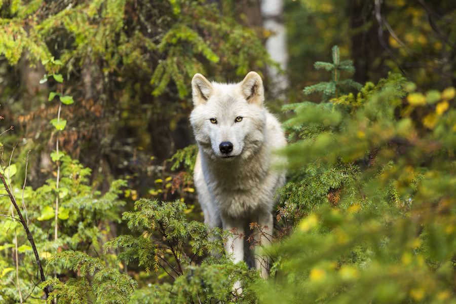 Forestry is often highly regulated in most countries, which always leaves room for wildlife to grow and thrive.