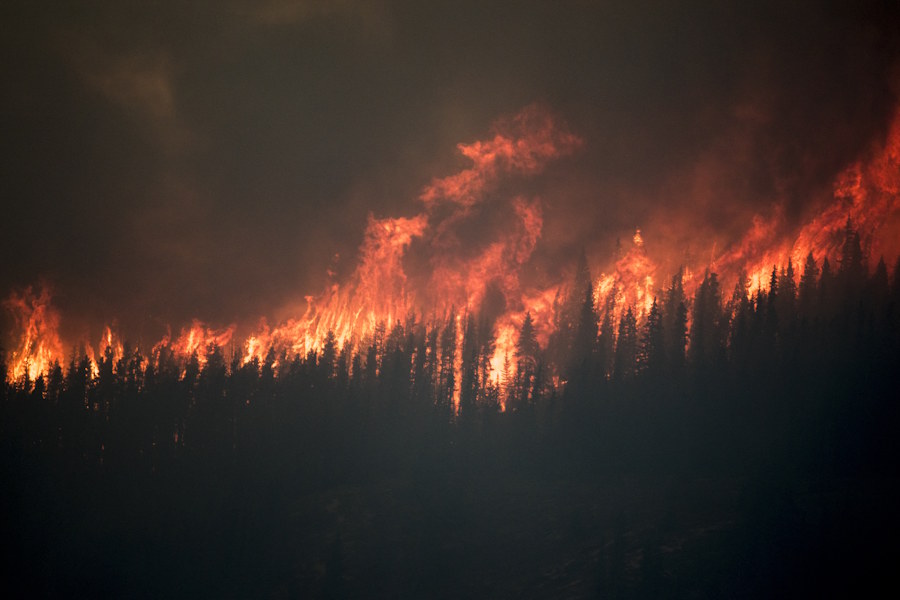 It may be a nice thought to let forests rest from any logging, but for importance sake, most would not benefit from this, since growing dense will increase wildfires, just to name one of many things.