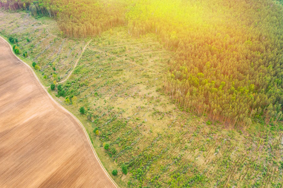 On the left, you may see deforestation making room for agriculture, while on the right, we have some traditional harvesting and replanting.