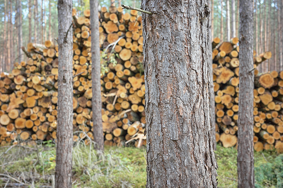 what is harvesting in Swedish forestry