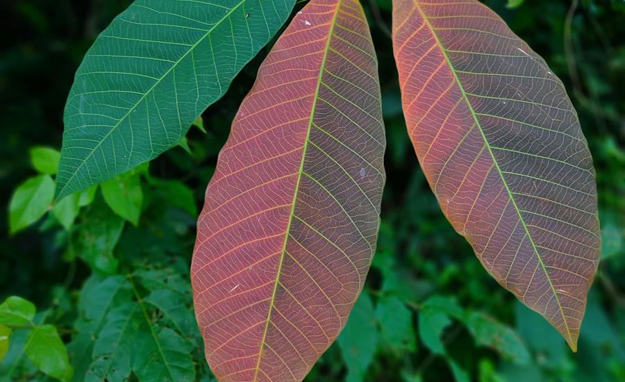 hevea brasiliensis gummiträd