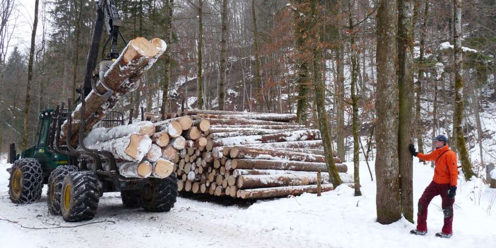 avverka skog regler