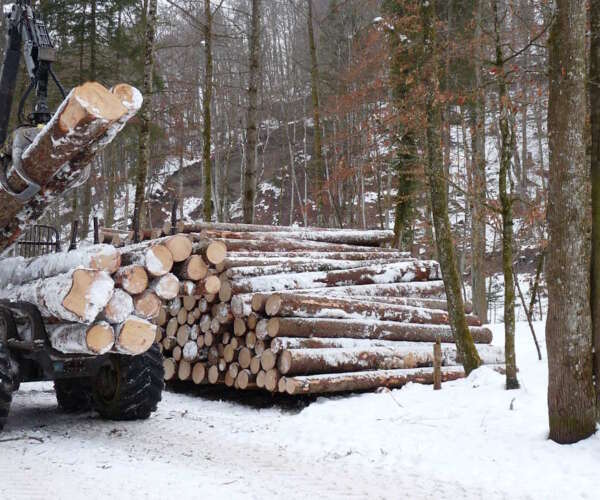 avverka skog regler