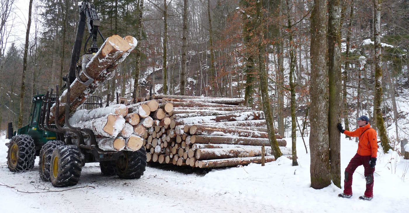 avverka skog regler