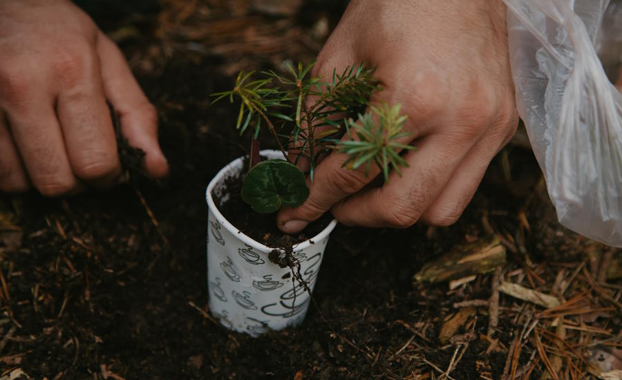 att återplantera skogen efter slutavverkning är av stor vikt för att främja kommande generationer